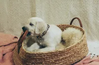 Clove, a female English Cream Golden Retriever for sale in Malden, MA – 1 of 7