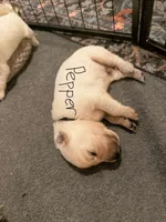 Pepper, a male English Cream Golden Retriever for sale in Malden, MA – 2 of 4