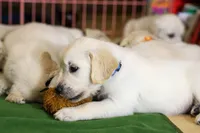 Chicory, a male English Cream Golden Retriever for sale in Malden, MA – 3 of 6