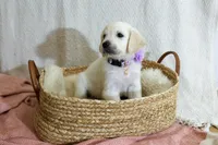 Clover, a female English Cream Golden Retriever for sale in Malden, MA – 5 of 6