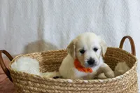Ginger, a female English Cream Golden Retriever for sale in Malden, MA – 2 of 4