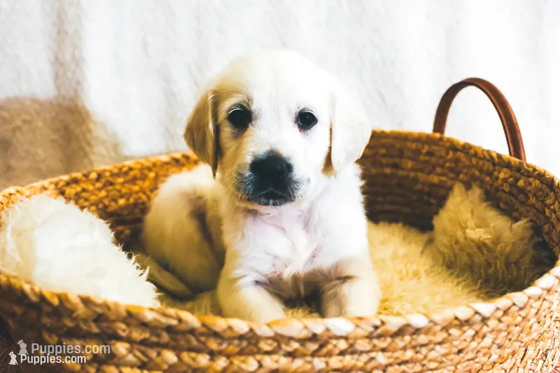 Pedigree~Sage – English Cream Golden Retriever puppy for sale in Malden, MA