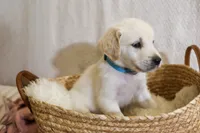 Sage, a female English Cream Golden Retriever for sale in Malden, MA – 5 of 5