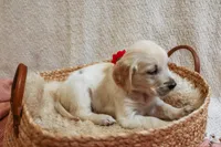 Poppyseed , a female English Cream Golden Retriever for sale in Malden, MA – 6 of 8