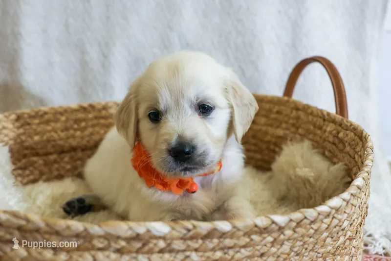 Ginger – English Cream Golden Retriever puppy for sale in Malden, MA