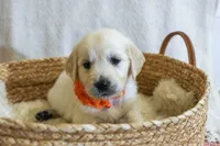 Ginger, a female English Cream Golden Retriever for sale in Malden, MA – 1 of 4