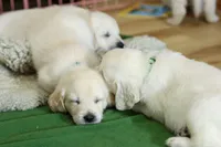 Basil, a male English Cream Golden Retriever for sale in Malden, MA – 3 of 7