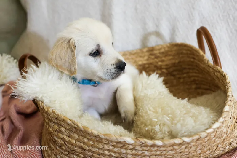Sage – English Cream Golden Retriever puppy for sale in Malden, MA
