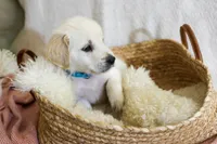 Sage, a female English Cream Golden Retriever for sale in Malden, MA – 1 of 5