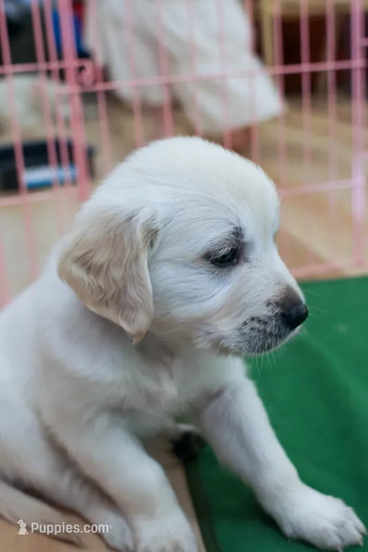 Basil – English Cream Golden Retriever puppy for sale in Malden, MA
