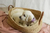 Clover, a female English Cream Golden Retriever for sale in Malden, MA – 3 of 6