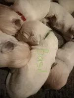 Basil, a male English Cream Golden Retriever for sale in Malden, MA – 5 of 7
