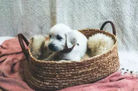 Clove, a female English Cream Golden Retriever for sale in Malden, MA – 6 of 7