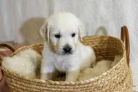 Willow, a female English Cream Golden Retriever for sale in Malden, MA – 2 of 8
