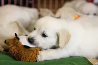 Chicory, a male English Cream Golden Retriever for sale in Malden, MA – 4 of 6