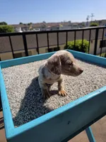 Lilly, a female Miniature Dachshund for sale in Hawthorne, CA – 9 of 9