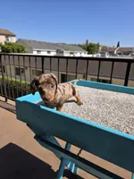 Oliver, a male Miniature Dachshund for sale in Hawthorne, CA – 10 of 10