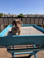 Oliver, a male Miniature Dachshund for sale in Hawthorne, CA – 3 of 10