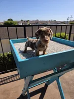 Oliver, a male Miniature Dachshund for sale in Hawthorne, CA – 4 of 10