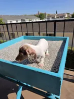 Rosalina, a female Miniature Dachshund for sale in Hawthorne, CA – 7 of 10