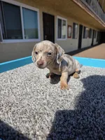 Lilly, a female Miniature Dachshund for sale in Hawthorne, CA – 3 of 9