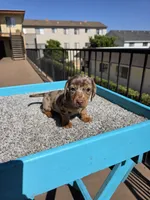 Rose, a female Miniature Dachshund for sale in Hawthorne, CA – 2 of 8