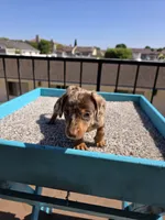 Oliver, a male Miniature Dachshund for sale in Hawthorne, CA – 6 of 10