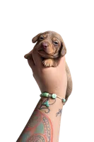 Lucky, a male Miniature Dachshund for sale in Hawthorne, CA – 3 of 4