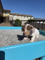 Rosalina, a female Miniature Dachshund for sale in Hawthorne, CA – 5 of 10