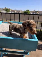 Oliver, a male Miniature Dachshund for sale in Hawthorne, CA – 5 of 10