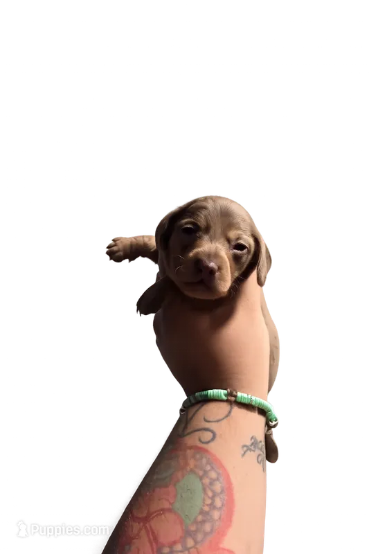 Lucky – Miniature Dachshund puppy for sale in Hawthorne, CA