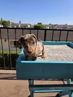 Oliver, a male Miniature Dachshund for sale in Hawthorne, CA – 8 of 10