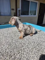 Lilly, a female Miniature Dachshund for sale in Hawthorne, CA – 4 of 9
