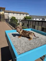 Rose, a female Miniature Dachshund for sale in Hawthorne, CA – 4 of 8