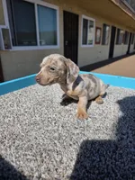 Lilly, a female Miniature Dachshund for sale in Hawthorne, CA – 2 of 9