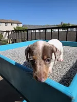 Rosalina, a female Miniature Dachshund for sale in Hawthorne, CA – 9 of 10