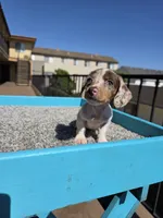 Rosalina, a female Miniature Dachshund for sale in Hawthorne, CA – 6 of 10