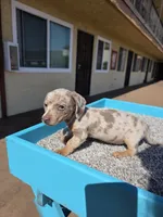 Lilly, a female Miniature Dachshund for sale in Hawthorne, CA – 5 of 9
