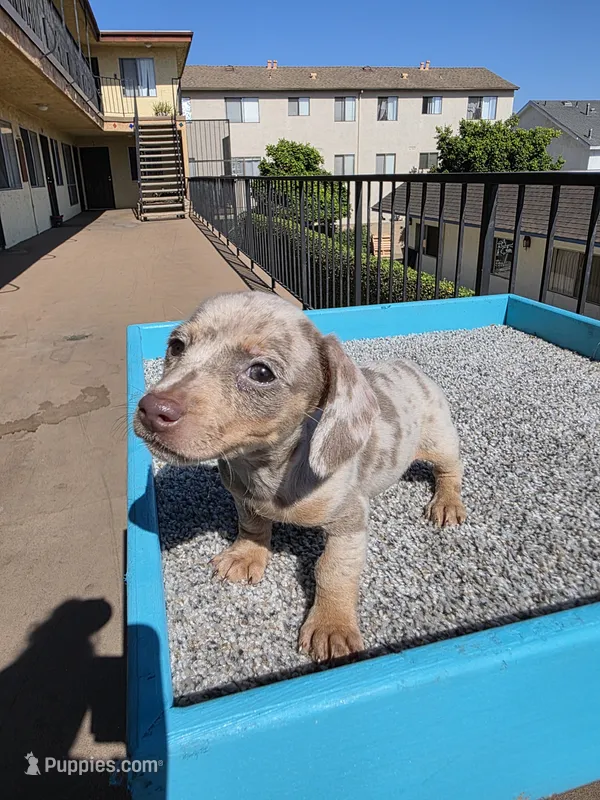 Lilly – Miniature Dachshund puppy for sale in Hawthorne, CA