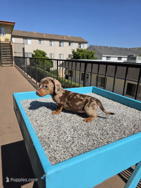 Rose – Miniature Dachshund puppy for sale in Hawthorne, CA