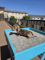 Rose, a female Miniature Dachshund for sale in Hawthorne, CA – 1 of 8