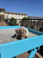Rosalina, a female Miniature Dachshund for sale in Hawthorne, CA – 8 of 10