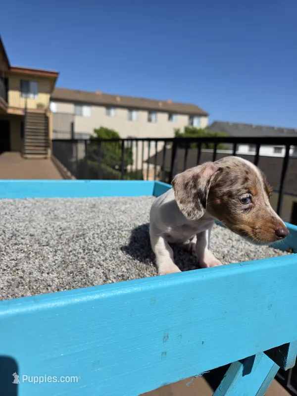 Rosalina – Miniature Dachshund puppy for sale in Hawthorne, CA