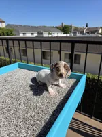 Rosalina, a female Miniature Dachshund for sale in Hawthorne, CA – 4 of 10