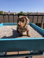 Oliver, a male Miniature Dachshund for sale in Hawthorne, CA – 2 of 10