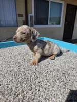 Lilly, a female Miniature Dachshund for sale in Hawthorne, CA – 7 of 9