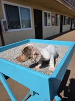Rosalina, a female Miniature Dachshund for sale in Hawthorne, CA – 10 of 10