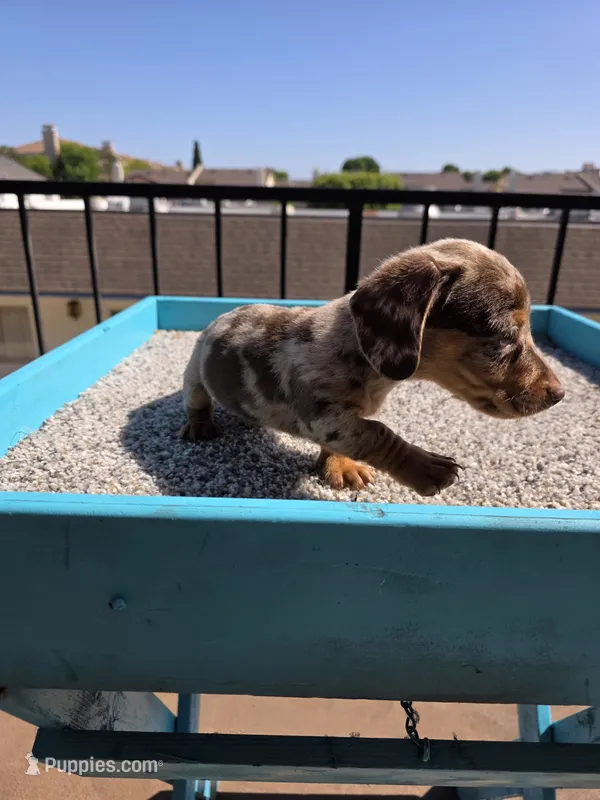 Oliver – Miniature Dachshund puppy for sale in Hawthorne, CA
