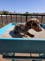 Oliver, a male Miniature Dachshund for sale in Hawthorne, CA – 1 of 10