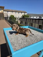Rose, a female Miniature Dachshund for sale in Hawthorne, CA – 7 of 8